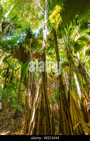 Coco de Mer palms, Vallei de Mai, Praslin, Seychelles Stock Photo