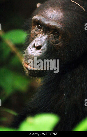 Chimpanzee in bush at Mahale Mountains National Park, Tanzania Stock Photo