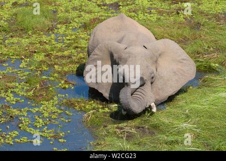 African elephant (Loxodonta africana) stands in the swamp, raises his trunk, South Luangwa National Park, Zambia Stock Photo