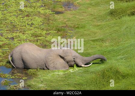 African elephant (Loxodonta africana) stands in the swamp and eats grass, South Luangwa National Park, Zambia Stock Photo