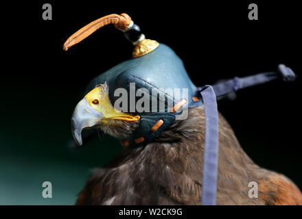 London, UK. 8th July, 2019. Rufus The Wimbledon Hawk, The Wimbledon Championships 2019, 2019 Credit: Allstar Picture Library/Alamy Live News Stock Photo