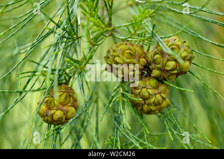 Casuarinaceae young seeds on tree Stock Photo