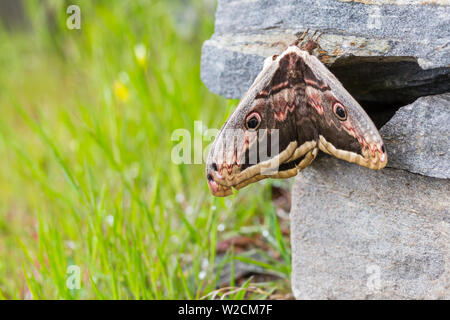 natural giant emperor peacock moth  (saturnia pyri) on stone wall Stock Photo