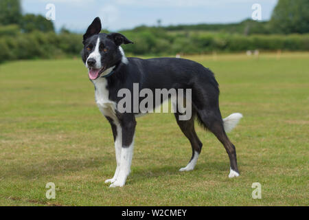 farm border collie Stock Photo