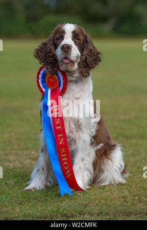 english springer spaniel best in Show Dog Stock Photo