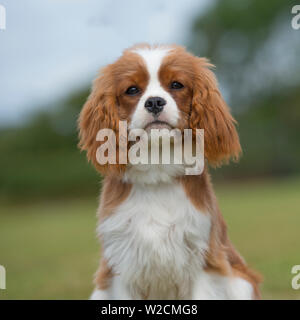 cavalier king charles spaniel puppy Stock Photo