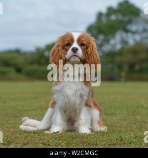 cavalier king charles spaniel puppy Stock Photo