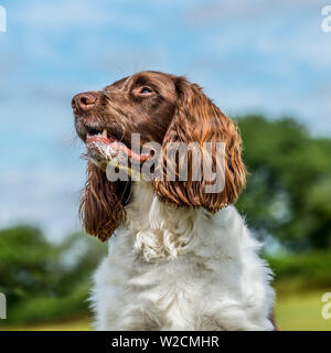 english springer spaniel Stock Photo