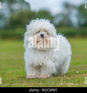 maltese terrier dog Stock Photo