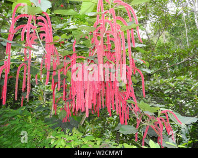 Amaranth (Amaranthus caudatus) tropical plant in Kerala Kochi
