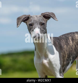 whippet puppy Stock Photo