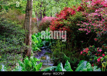 Woodland stream surrounded by thick green foliage & shrubs with purple & red flowers in the Spring at Isabella Plantation in Richmond Park, London. Stock Photo