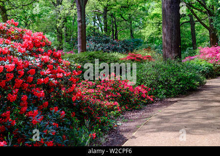 Woodland path with trees, green foliage & shrubs of red & pink flowers in the Spring at Isabella Plantation in Richmond Park, London, England. Stock Photo
