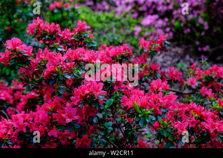 Close up of dark pink Evergreen Azalea Hinodegiri flowers. Also known ...