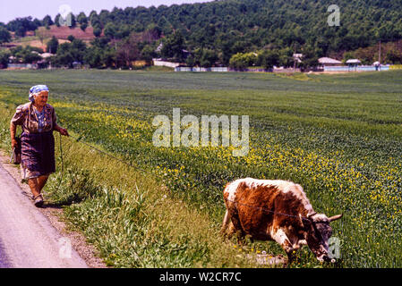 Romania. May 1990. Rural scene. A woman wals her cow along the side of the road. The cow is on a lead made of a metal chain. Photo: © Simon Grosset. Archive: Image digitised from an original transparency. Stock Photo