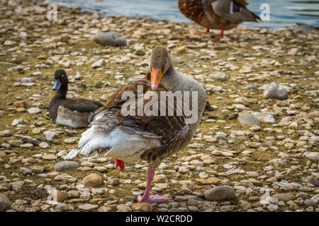 Greylag Goose at Slimbridge Stock Photo