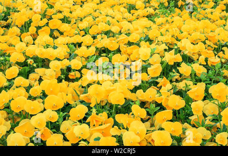 Orange Pansies growing in spring garden. Bright Viola tricolor blooming. Beautiful flowers field, colorful floral background selective focus Stock Photo