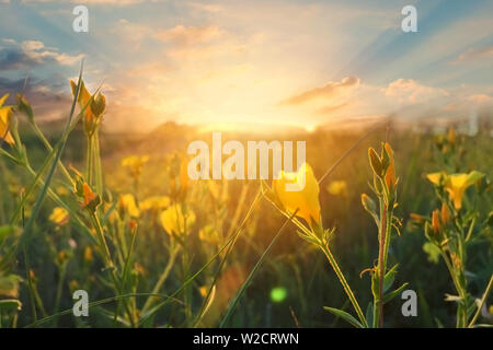Wild flowers at morning on sunrise background. Sunny dawn in the countryside. soft focus Stock Photo