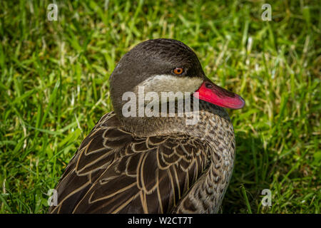 Red-billed Teal at Slimbridge Stock Photo