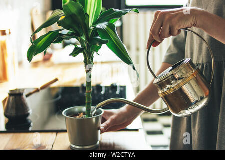 Young woman in grey dress sprays water on houseplant in the kitchen, slow life Stock Photo