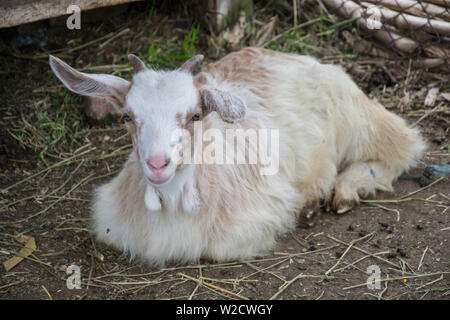 Baby goat lying on a hay in a farm, village, rural scene, cute livestock animal Stock Photo