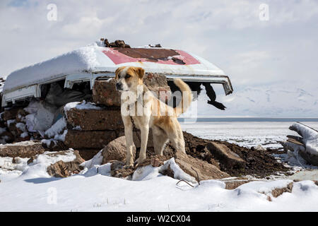 A close-up of a Kyrgyz Shepherd dog standing on stones surrounded by snow. Traveling in Kyrgyzstan. Stock Photo