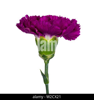 Close up from fuchsia pink Carnation flower in full bloom Stock Photo