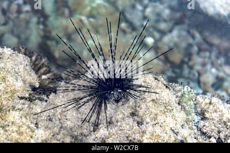 Close-up macro photograph taken underwater of Diadema sp. generally known as Sea Urchin with its long spines. Belongs to family Diadematidae Stock Photo