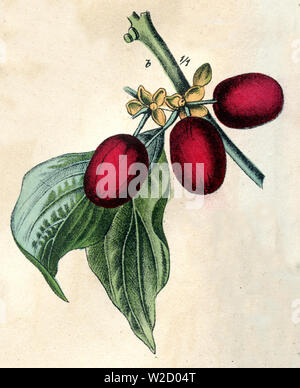 Cornelian cherry (Cornus mas) ,  (botany book, ) Stock Photo