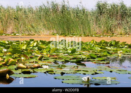 Picture of the biosphere of the Danube Delta in Romania, protected wilderness Stock Photo