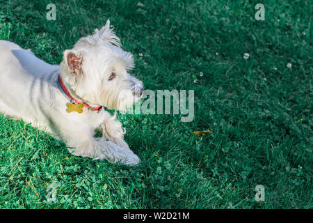 Cute West Highland White Terrier with a red collar lying on the green grass, background natural. Stock Photo