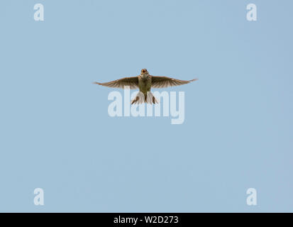 Skylark, Alauda arvensis, single bird in flight, Fleetwood, Lancashire, UK Stock Photo