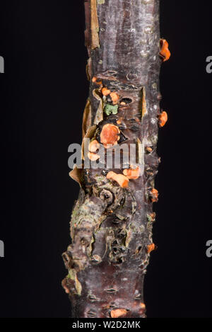 Coral spot, Nectria cinnabarina, a weak fungal parasite growing saprophytically on dead wood to produce pink perithecia, June Stock Photo