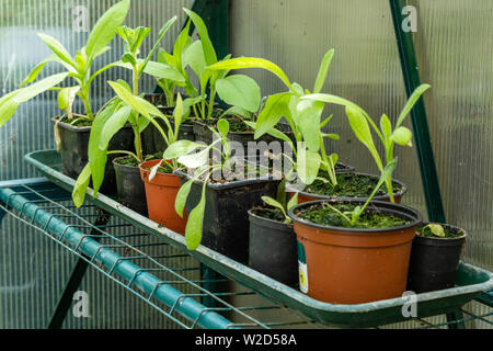 Wallflower seedlings Stock Photo: 37579957 - Alamy