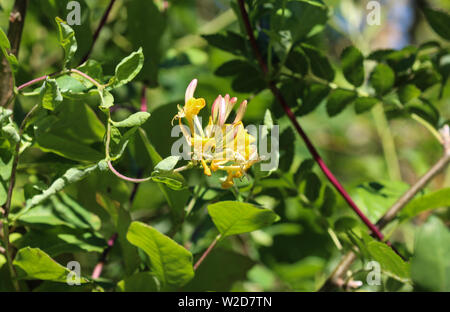 close up of Lonicera periclymenum flower, common names honeysuckle, common honeysuckle, European honeysuckle or woodbine, blooming in summer season Stock Photo