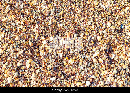 Seashells background close up. View from above. Texture, pattern. Stock Photo