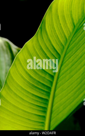 abstract green leaf on black background Stock Photo