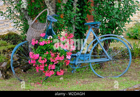 old french bicycle painted blue with hanging pink geranium flowers, lot valley, france Stock Photo