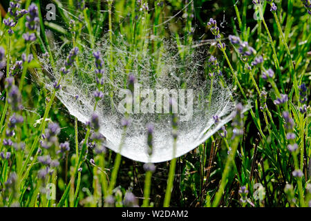 cobweb hanging between lavender stems, lot valley, france Stock Photo
