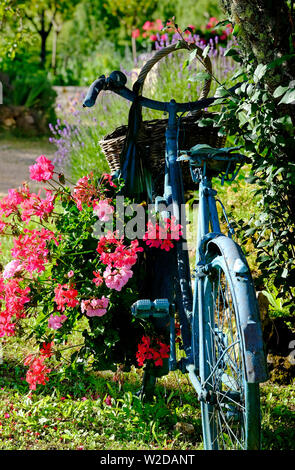 old french bicycle painted blue with hanging pink geranium flowers, lot valley, france Stock Photo