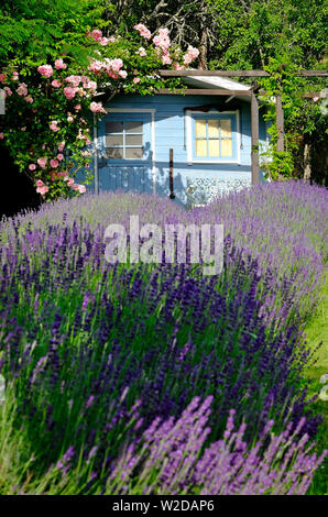 blue painted summerhouse and purple flowering lavender, lot valley, france Stock Photo