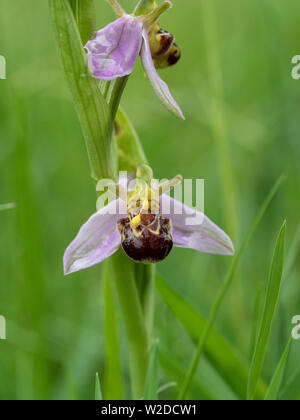 A close up of the flowers of the bee orchid Ophrys apifera Stock Photo