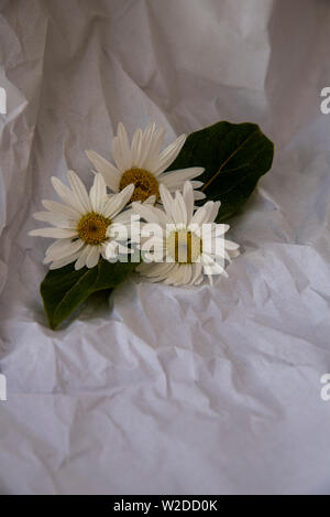 white daisies on a white background of crumpled tissue paper Stock Photo