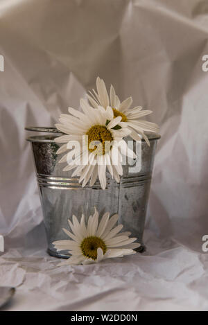 white daisies in a small zinc pot over a white background of crumpled tissue paper Stock Photo