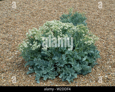A single clump of Sea Kale Crambe maritima growing in the gravel on  Bawdsey beach Stock Photo
