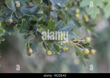 close up of common hawthorn or single seeded hawthorn (Crataegus monogyna) leaves Stock Photo