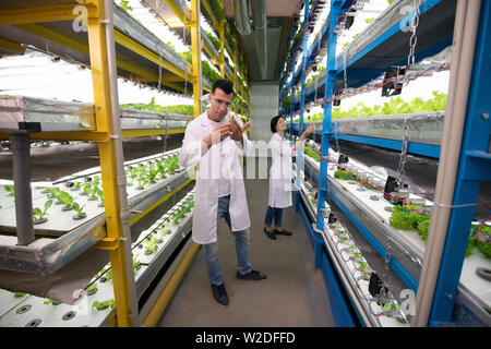 Agriculturists standing between shelves with green in the greenhouse Stock Photo