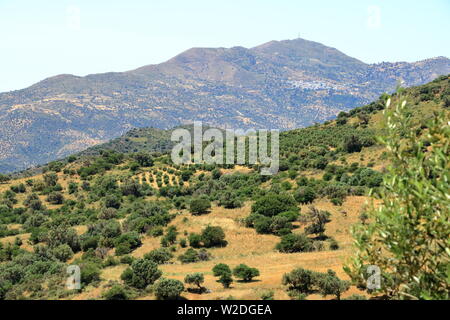 Olive plantations in Crete, Greece in Europe Stock Photo
