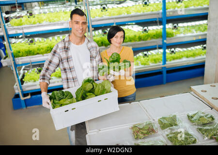 Farmers holding box with greens standing in greenhouse Stock Photo