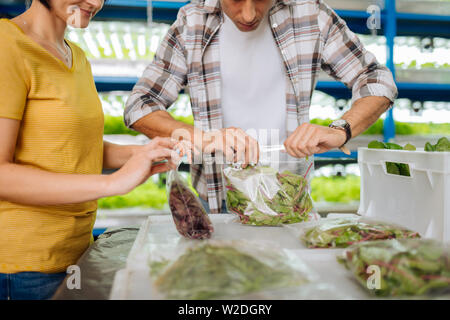 Farmers standing near the table and packing greens Stock Photo